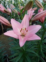 [5124 Sugar Diamond DJ No01.JPG]